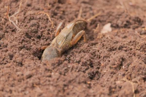 a mole cricket digging into a Florida lawn