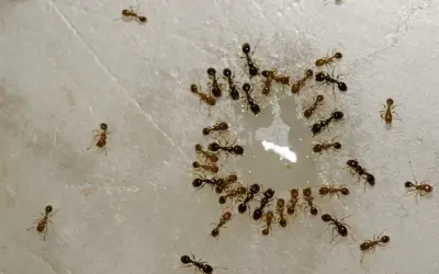 argentine ants drinking water in central florida kitchen