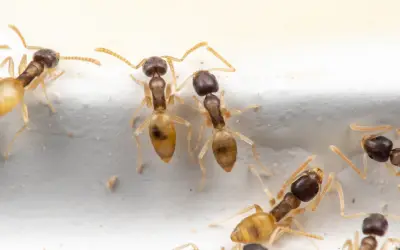 closeup of ghost ants in central florida bathroom