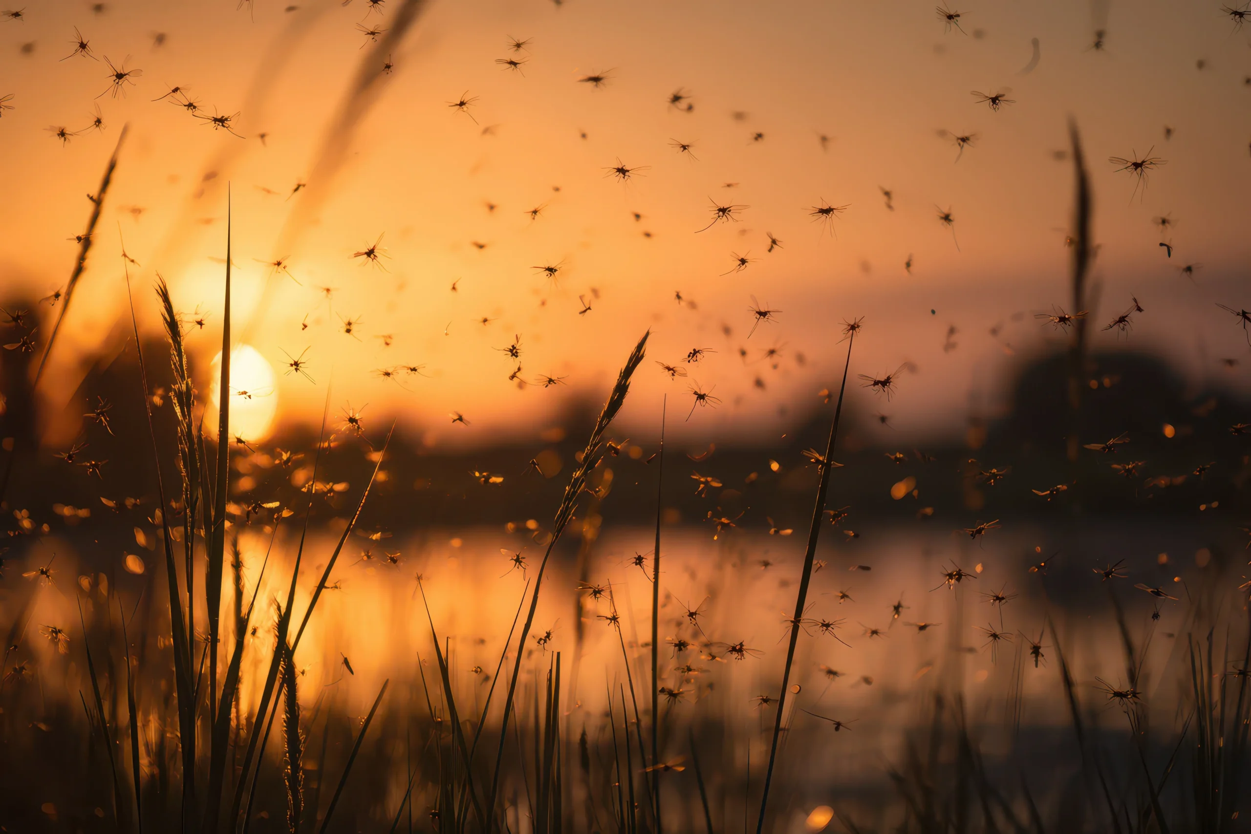 A swarm of mosquitoes in front of a body of water during a sunset.