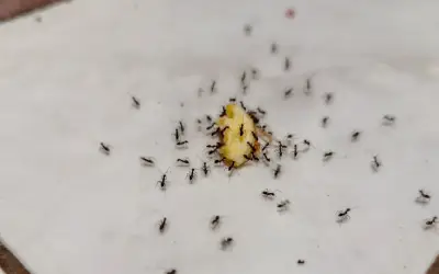 pharaoh ants eating crumb in florida home