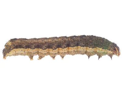 Armyworm against a solid white background.
