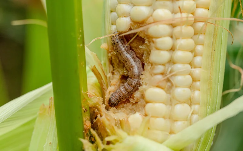 Armyworm crawling inside a crop of corn being eaten away.