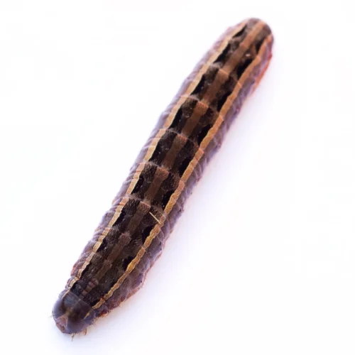 Armyworm against a solid white background.