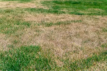 Florida lawn damaged by chinch bugs. Call Sorko Lawn and Pest Control to repair your lawn from chinch bug damage.
