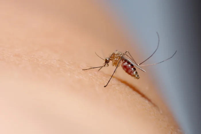 A closeup of a mosquito sitting on someones skin