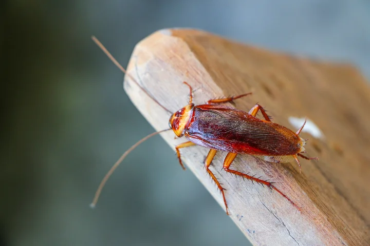 Closeup of a cockroach sitting on the edge of a wooden table in Sanford FL.