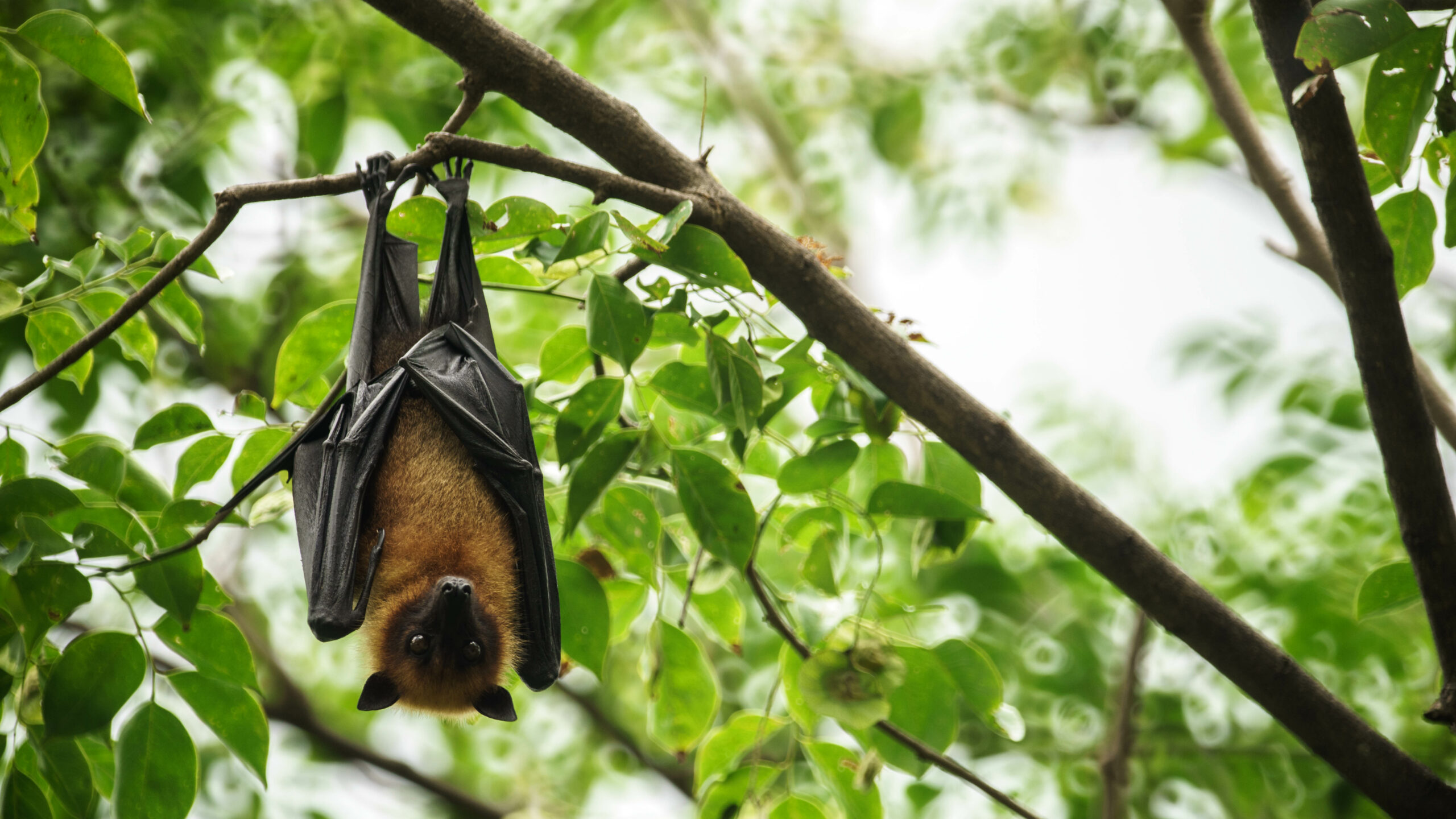 Closeup of a bat hanging in a tree.