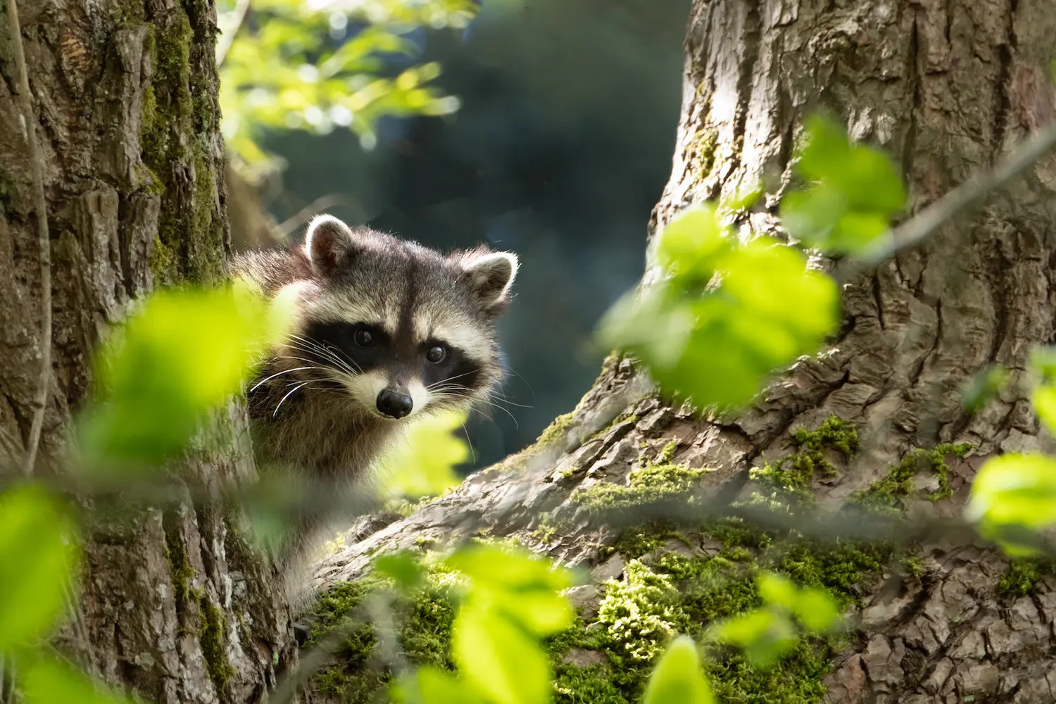 A raccoon in a tree with green leaves surrounding it.