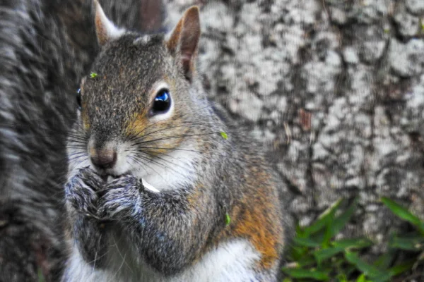 Detailed shot of a gray and brown squirrel eating a seed while sitting in front of textured tree bark in a yard.