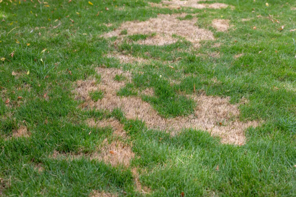 Patchy brown spots on a Florida lawn showing signs of disease.