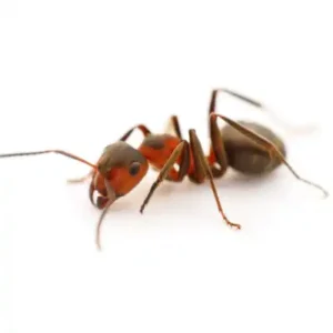 Orange Fire Ant crawling across pure plain white surface & background.