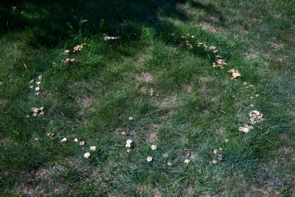 A natural fairy ring made by small mushrooms in a circle growing in the grass of a homeowner's lawn.