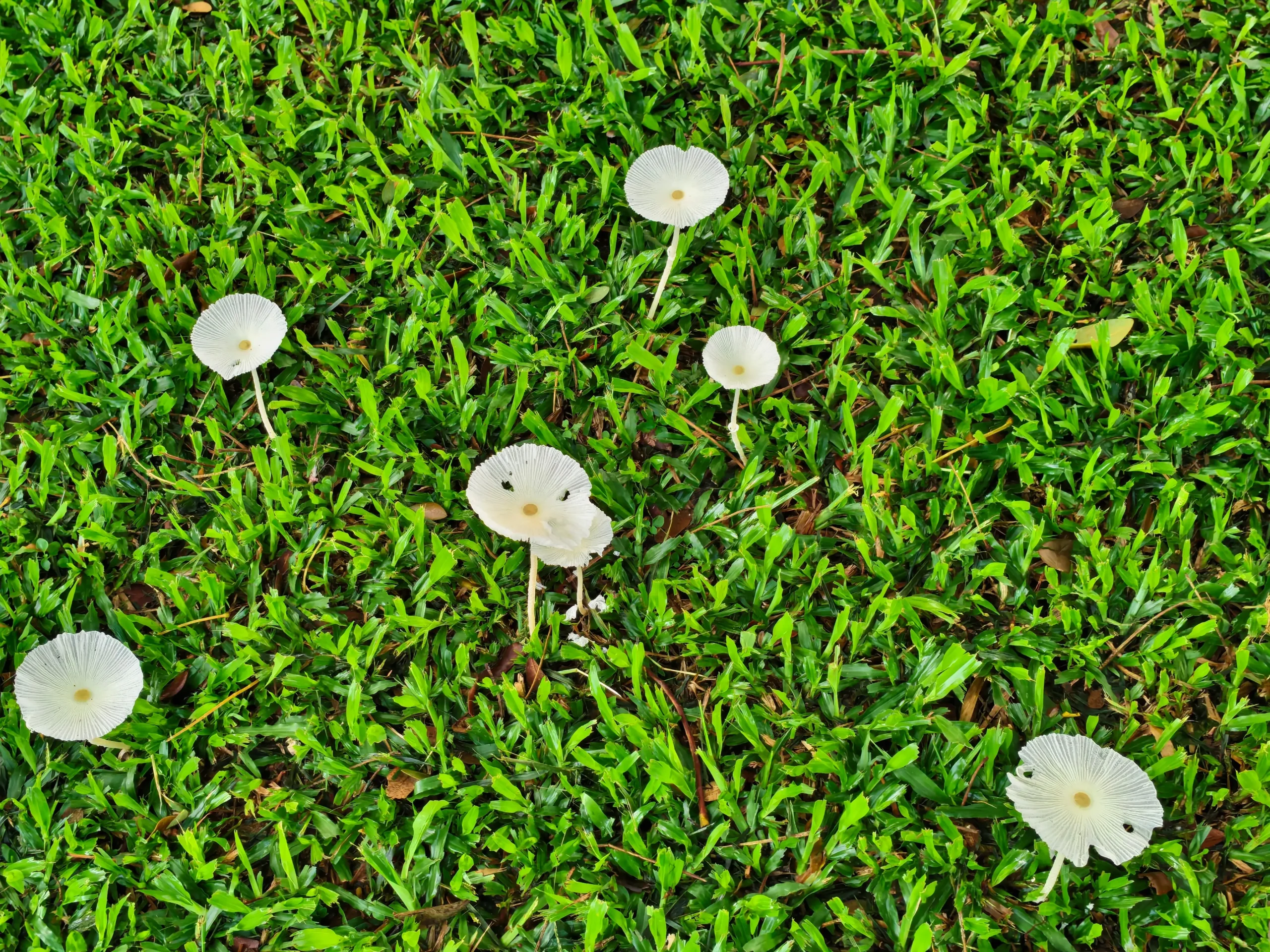 Small white mushrooms on a lush green lawn.