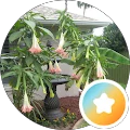 Tigerlilly T. Avatar